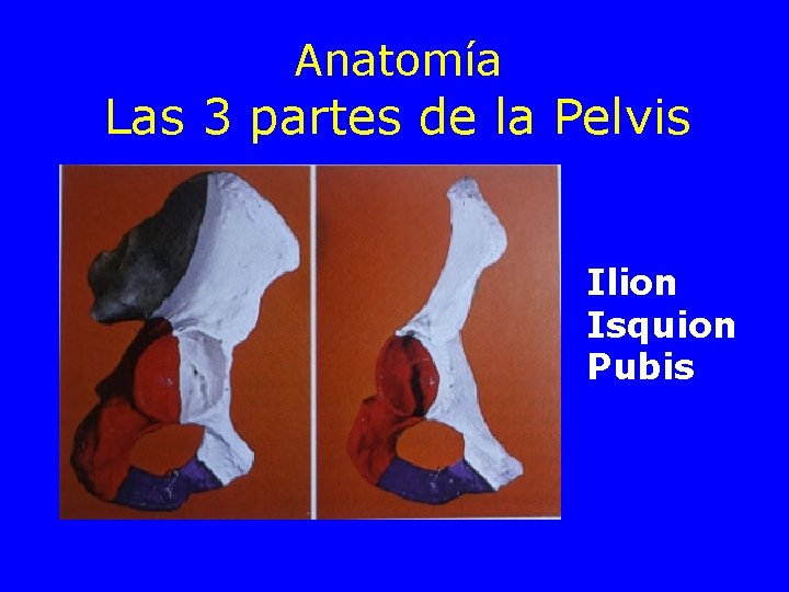 Anatomía Las 3 partes de la Pelvis Ilion Isquion Pubis 