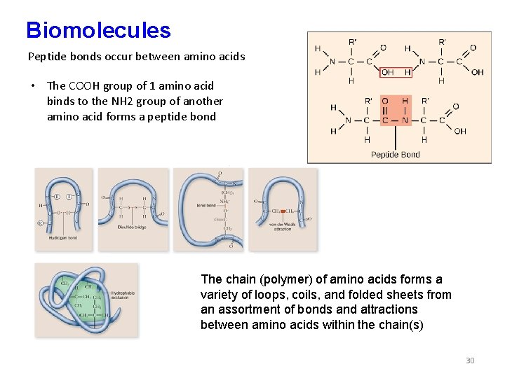 Biomolecules Peptide bonds occur between amino acids Peptide bonds • The COOH group of