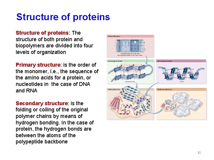 Structure of proteins: The structure of both protein and biopolymers are divided into four