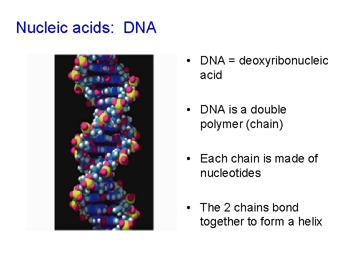 Nucleic acids: DNA • DNA = deoxyribonucleic acid • DNA is a double polymer