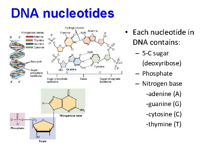 DNA nucleotides • Each nucleotide in DNA contains: – 5 -C sugar (deoxyribose) –