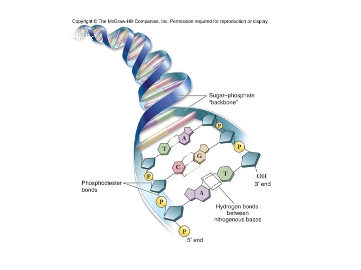 Fig. 3. 15 The DNA “double helix” 