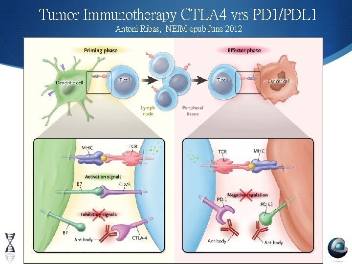 Tumor Immunotherapy CTLA 4 vrs PD 1/PDL 1 Antoni Ribas, NEJM epub June 2012