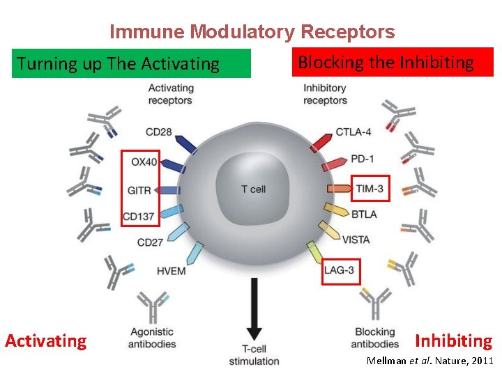 Immune Modulatory Receptors Turning up The Activating Blocking the Inhibiting Mellman et al. Nature,