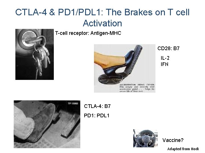 CTLA-4 & PD 1/PDL 1: The Brakes on T cell Activation T-cell receptor: Antigen-MHC