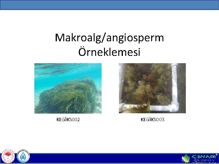 Makroalg/angiosperm Örneklemesi KEGİKS 002 KEGİKS 003 