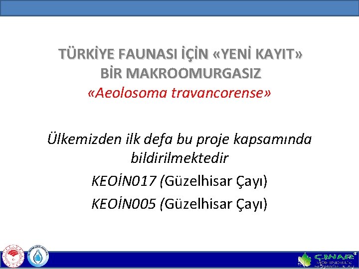 TÜRKİYE FAUNASI İÇİN «YENİ KAYIT» BİR MAKROOMURGASIZ «Aeolosoma travancorense» Ülkemizden ilk defa bu proje