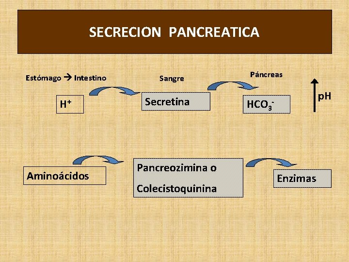 SECRECION PANCREATICA Estómago Intestino H+ Aminoácidos Sangre Secretina Pancreozimina o Colecistoquinina Páncreas HCO 3