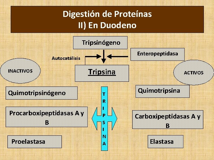 Digestión de Proteínas II) En Duodeno Tripsinógeno Enteropeptidasa Autocatálisis INACTIVOS Quimotripsinógeno Procarboxipeptidasas A y