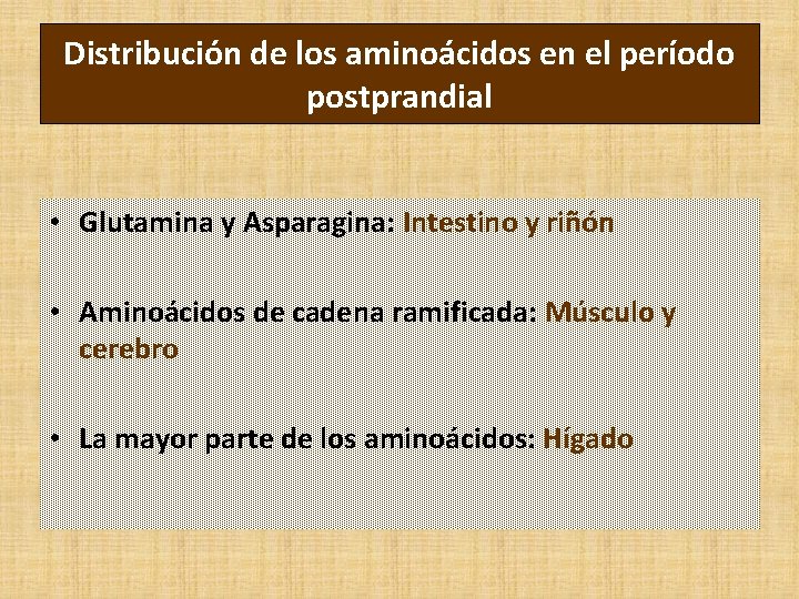 Distribución de los aminoácidos en el período postprandial • Glutamina y Asparagina: Intestino y