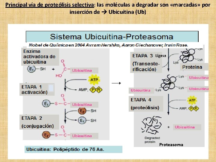Principal vía de proteólisis selectiva: las moléculas a degradar son «marcadas» por inserción de