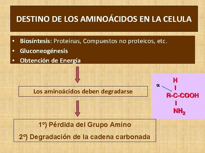 DESTINO DE LOS AMINOÁCIDOS EN LA CELULA • Biosíntesis: Proteínas, Compuestos no proteicos, etc.
