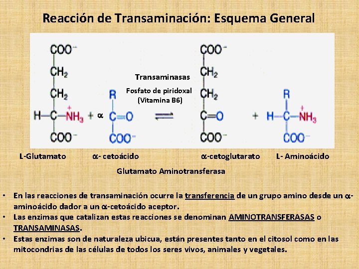 Reacción de Transaminación: Esquema General Transaminasas Fosfato de piridoxal (Vitamina B 6) a L-Glutamato