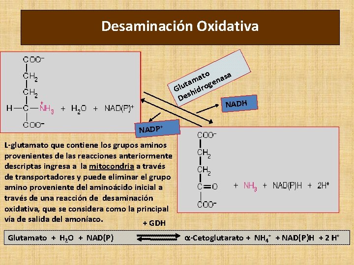 Desaminación Oxidativa ato nasa m ta ge Glu hidro Des NADH + NADP L-glutamato