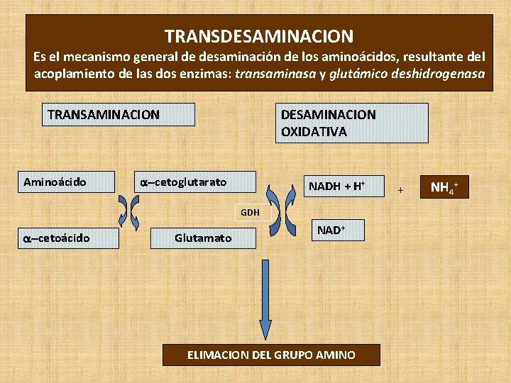 TRANSDESAMINACION Es el mecanismo general de desaminación de los aminoácidos, resultante del acoplamiento de