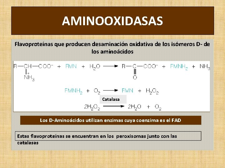 AMINOOXIDASAS Flavoproteínas que producen desaminación oxidativa de los isómeros D- de los aminoácidos Catalasa