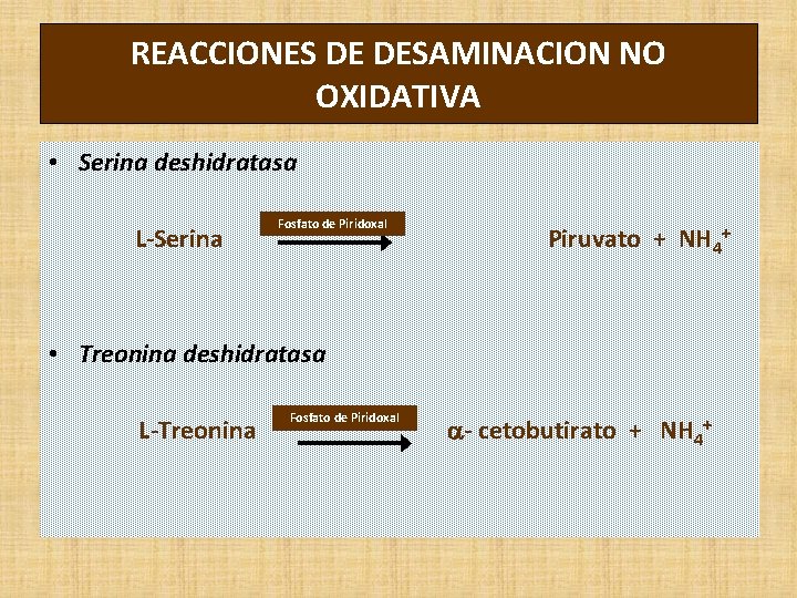 REACCIONES DE DESAMINACION NO OXIDATIVA • Serina deshidratasa L-Serina Fosfato de Piridoxal Piruvato +