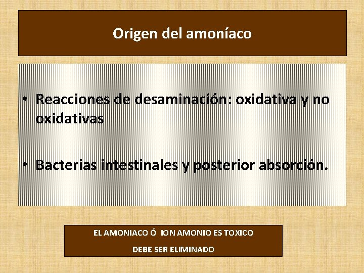 Origen del amoníaco • Reacciones de desaminación: oxidativa y no oxidativas • Bacterias intestinales