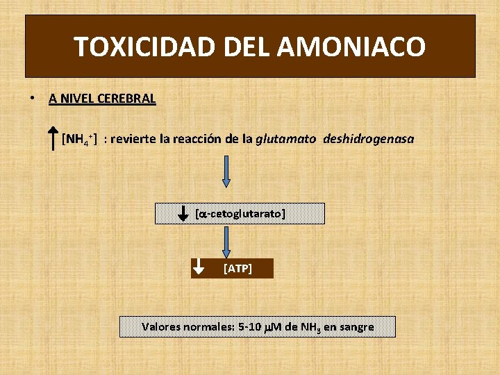 TOXICIDAD DEL AMONIACO • A NIVEL CEREBRAL [NH 4+] : revierte la reacción de