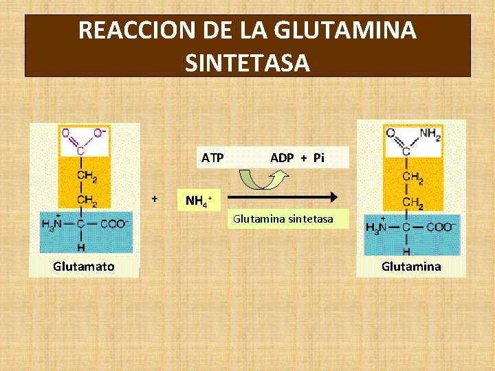 REACCION DE LA GLUTAMINA SINTETASA ATP + ADP + Pi NH 4+ Glutamina sintetasa
