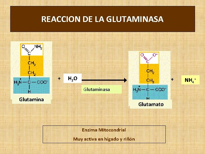 REACCION DE LA GLUTAMINASA + H 2 O + Glutaminasa Glutamina Glutamato Enzima Mitocondrial