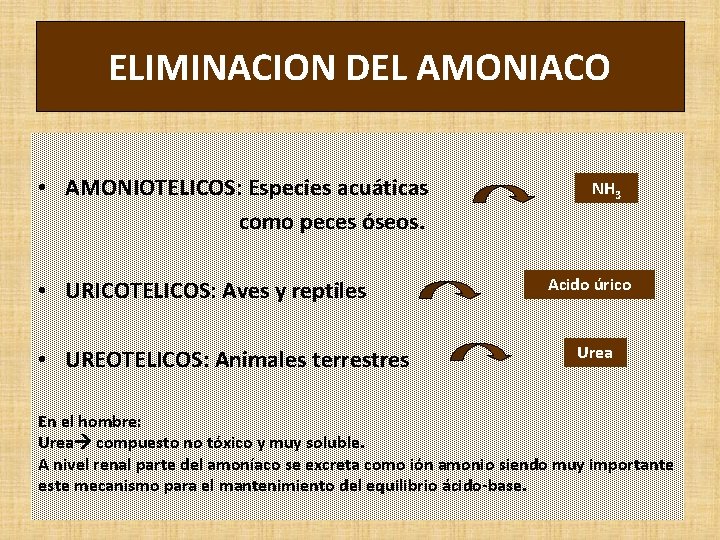 ELIMINACION DEL AMONIACO • AMONIOTELICOS: Especies acuáticas como peces óseos. • URICOTELICOS: Aves y