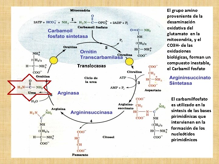 Translocasas El grupo amino proveniente de la desaminación oxidativa del glutamato en la mitocondria,