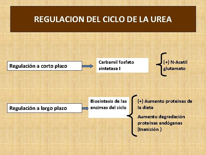 REGULACION DEL CICLO DE LA UREA Regulación a corto plazo Regulación a largo plazo