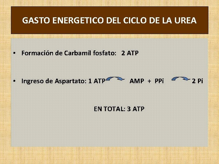 GASTO ENERGETICO DEL CICLO DE LA UREA • Formación de Carbamil fosfato: 2 ATP