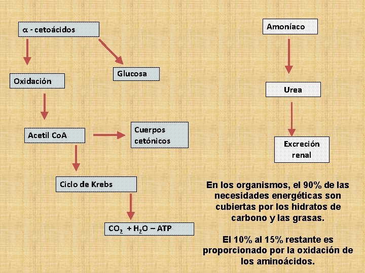 Amoníaco α - cetoácidos Glucosa Oxidación Urea Cuerpos cetónicos Acetil Co. A Ciclo de