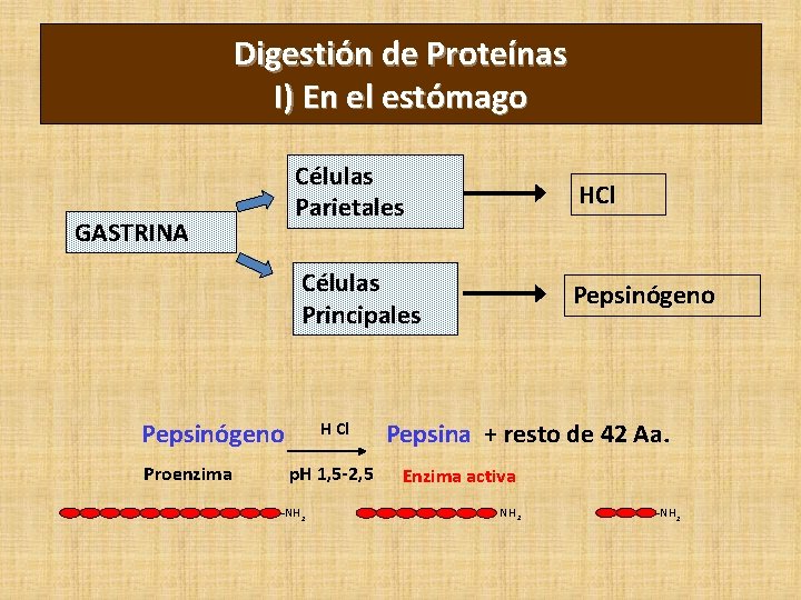 Digestión de Proteínas I) En el estómago GASTRINA Células Parietales HCl Células Principales Pepsinógeno