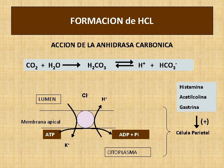 FORMACION de HCL ACCION DE LA ANHIDRASA CARBONICA CO 2 + H 2 O