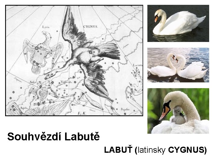 Souhvězdí Labutě LABUŤ (latinsky CYGNUS) 