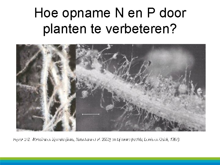 Hoe opname N en P door planten te verbeteren? 