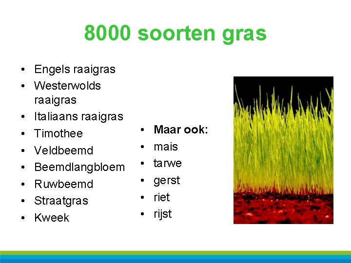 8000 soorten gras • Engels raaigras • Westerwolds raaigras • Italiaans raaigras • Timothee