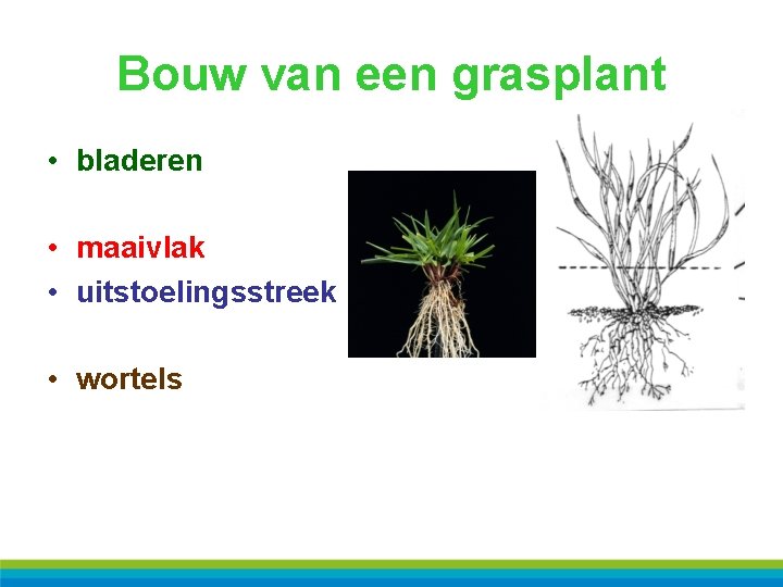 Bouw van een grasplant • bladeren • maaivlak • uitstoelingsstreek • wortels 