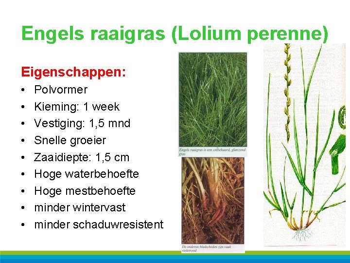 Engels raaigras (Lolium perenne) Eigenschappen: • • • Polvormer Kieming: 1 week Vestiging: 1,