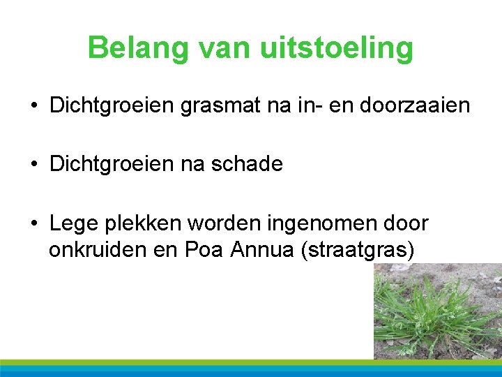 Belang van uitstoeling • Dichtgroeien grasmat na in- en doorzaaien • Dichtgroeien na schade