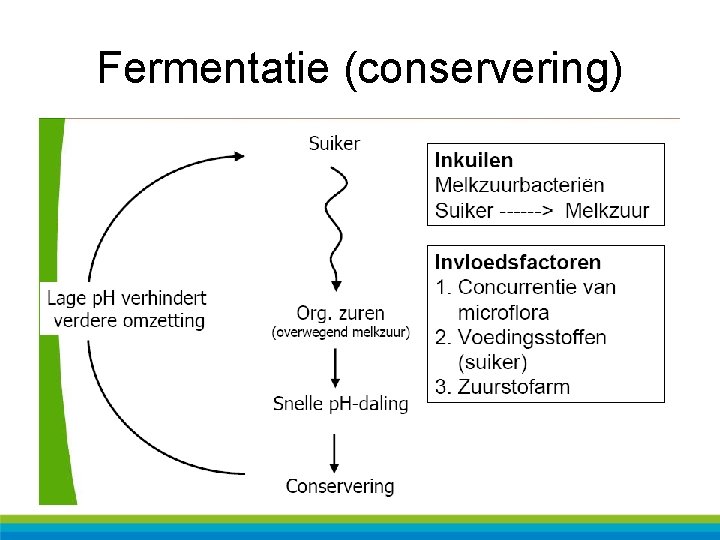 Fermentatie (conservering) 