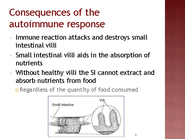 Consequences of the autoimmune response Immune reaction attacks and destroys small intestinal villi Small