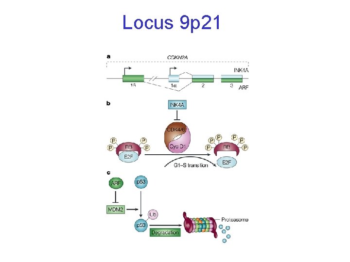 Locus 9 p 21 