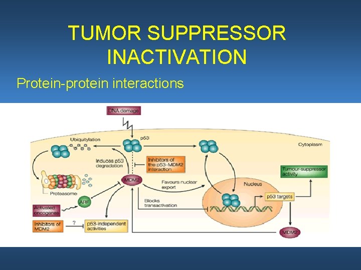 TUMOR SUPPRESSOR INACTIVATION Protein-protein interactions 