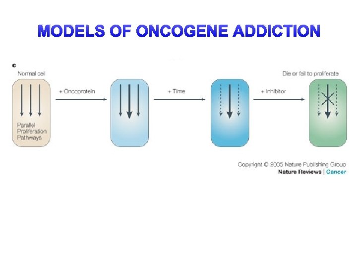 MODELS OF ONCOGENE ADDICTION 