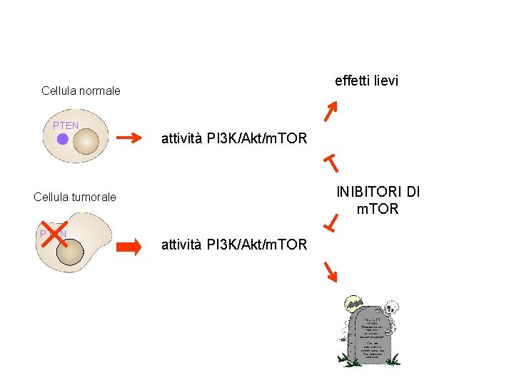 effetti lievi Cellula normale PTEN attività PI 3 K/Akt/m. TOR INIBITORI DI m. TOR
