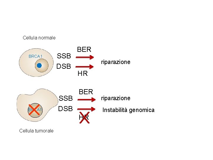 Cellula normale BRCA 1 SSB DSB BER riparazione HR BER Instabilità genomica HR Cellula