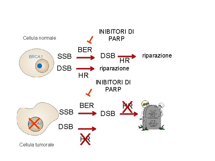 INIBITORI DI PARP Cellula normale BRCA 1 SSB DSB SSB BRCA 1 Cellula tumorale