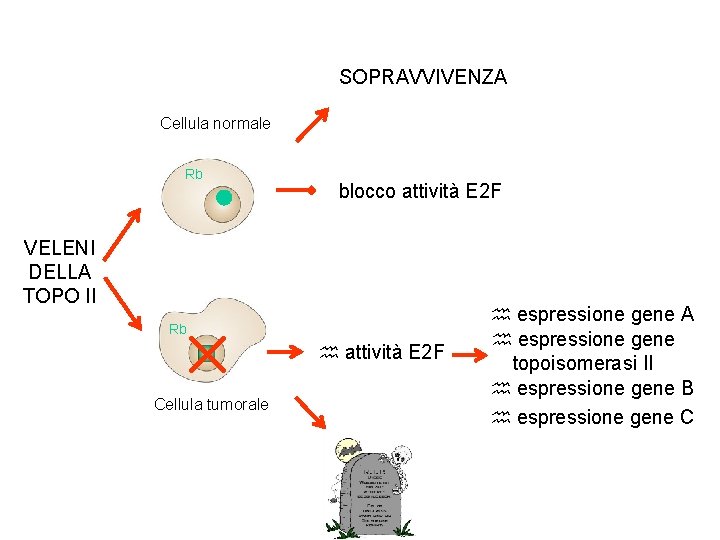 SOPRAVVIVENZA Cellula normale Rb blocco attività E 2 F VELENI DELLA TOPO II Rb