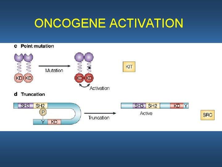 ONCOGENE ACTIVATION 