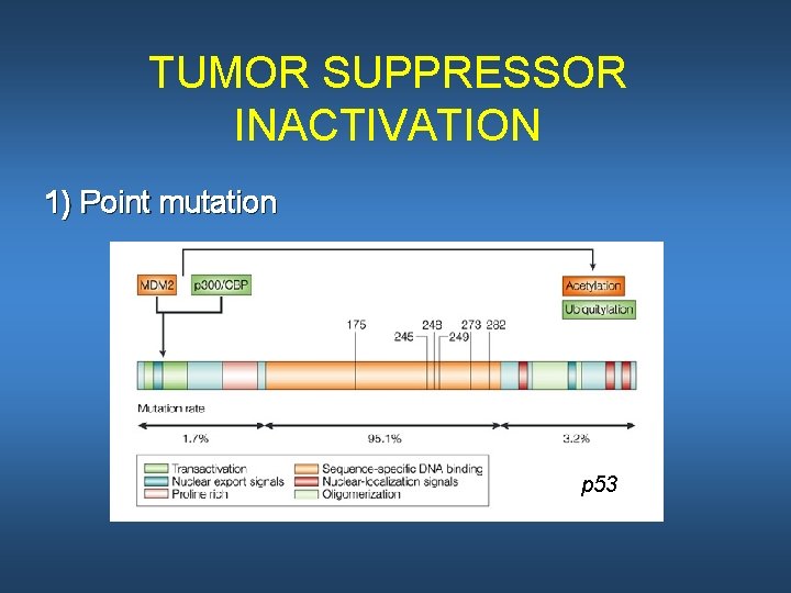 TUMOR SUPPRESSOR INACTIVATION 1) Point mutation p 53 
