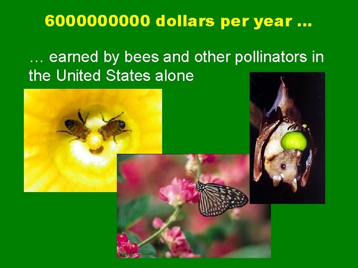 600000 dollars per year … … earned by bees and other pollinators in the